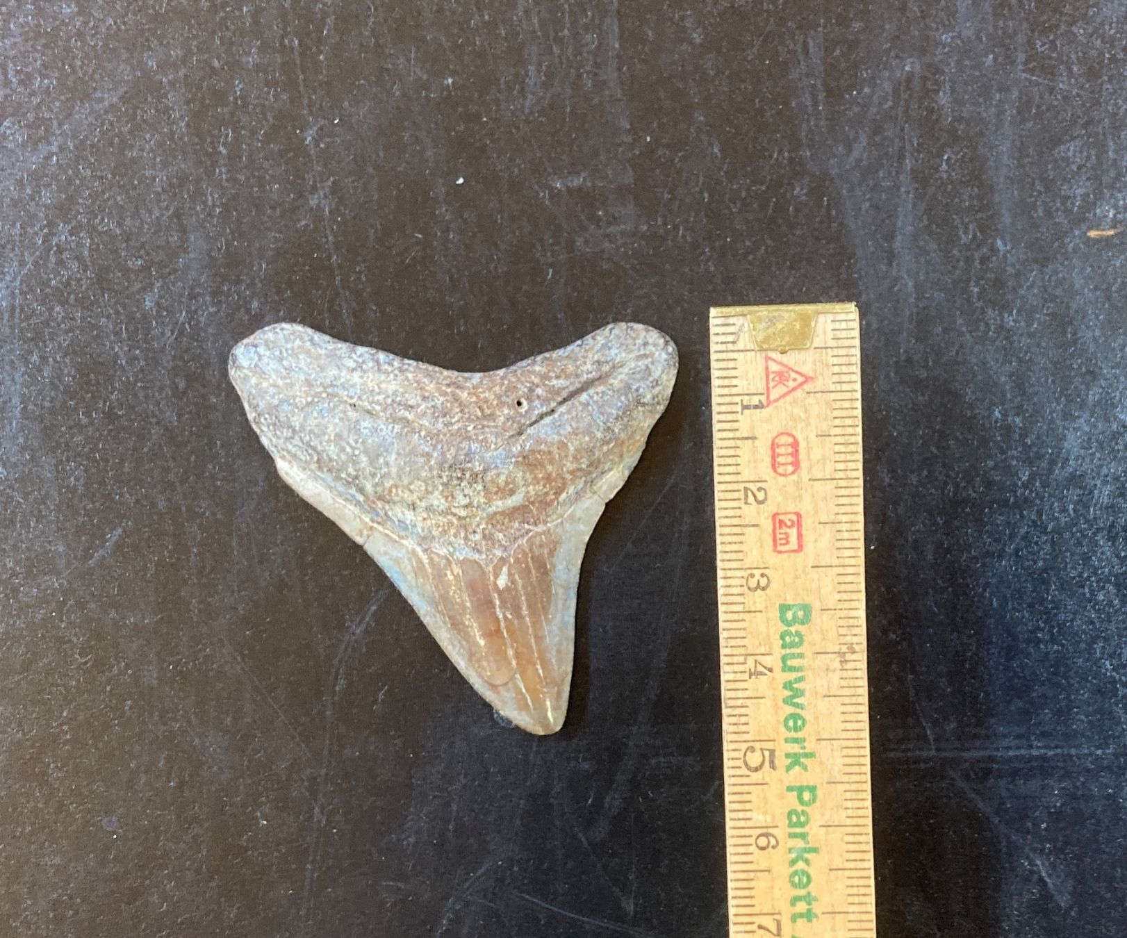 Fossiles: Haifischzahn -  Fossil – D'occasion à zürich par papalapa 1