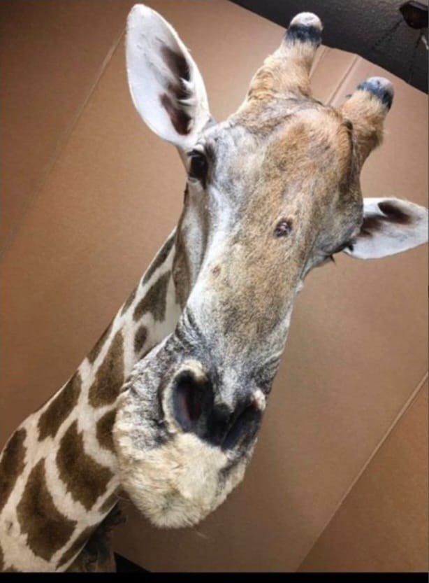 Welt der Tiere: Giraffe – Gebraucht aus Pfaffnau von Yoka0 7