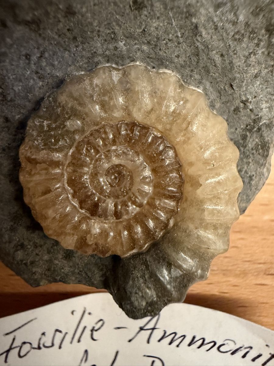 Fossilien: Ammonit – Gebraucht aus Grenchen von Bastet007 2