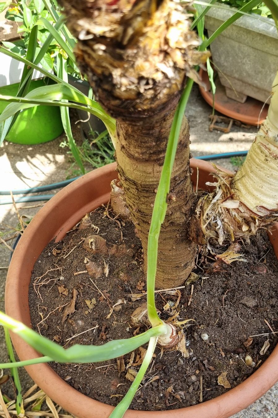Piante & sementi: YUCCA - Palmlilie, winterhart – Usato da Oberentfelden venduto da Myri13 3