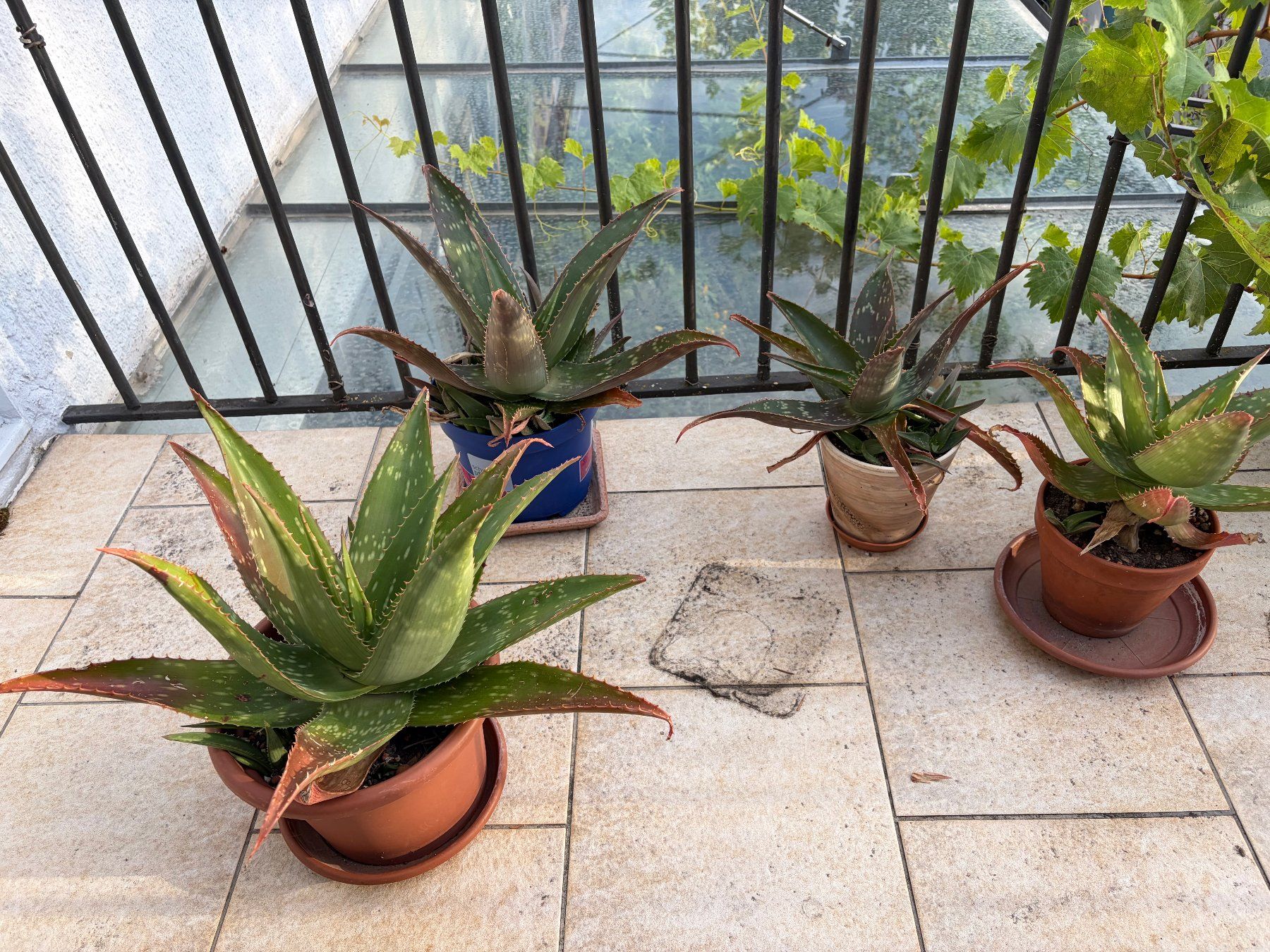 Pflanzen & Samen: Aloe Vera – Neu (gemäss Beschreibung) aus Winterthur von Aniger