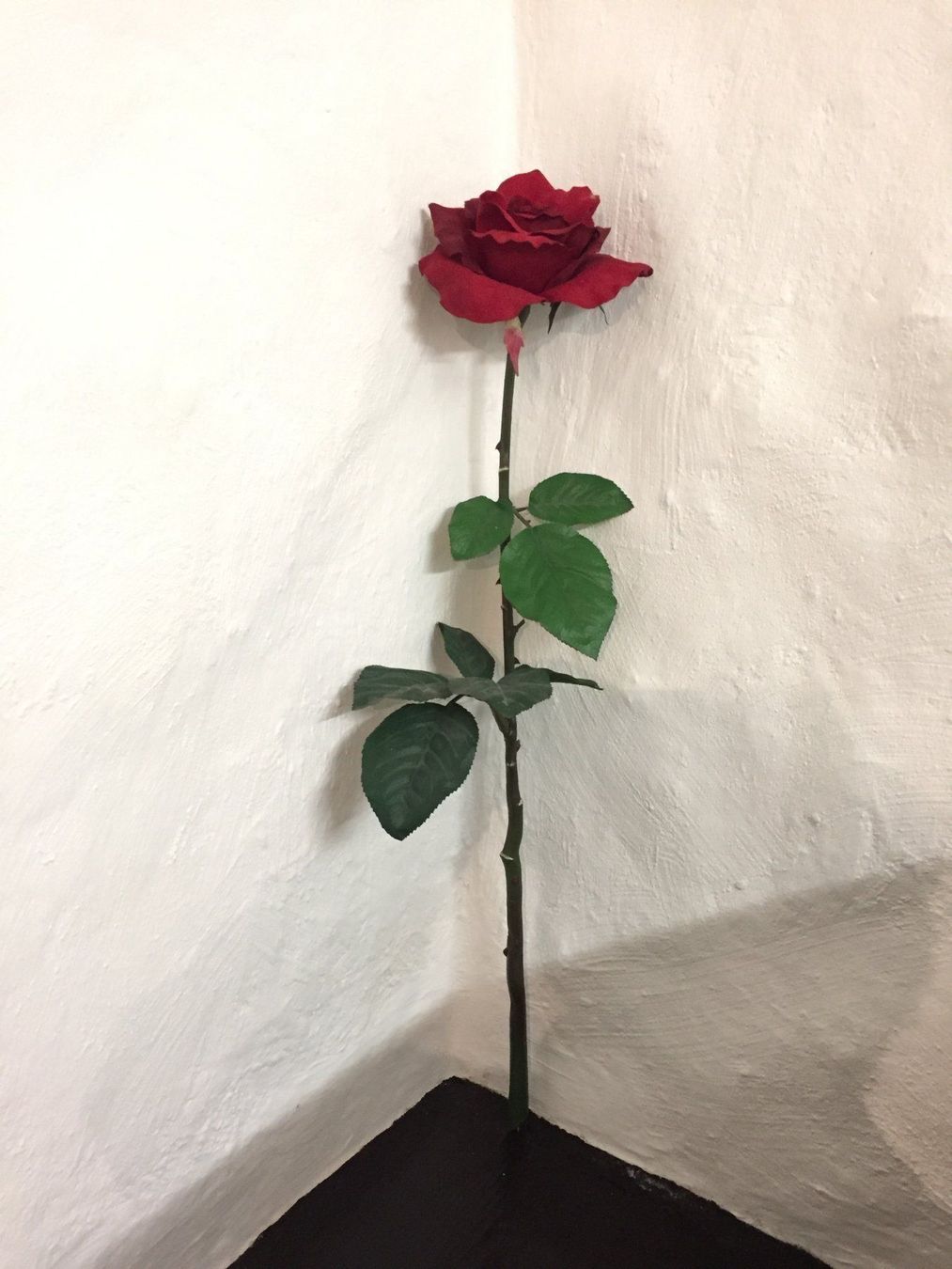Piante & sementi: Sehr Schöner Dekorativer Kunst-Rose – Usato da Schaffhausen venduto da vintageville 2