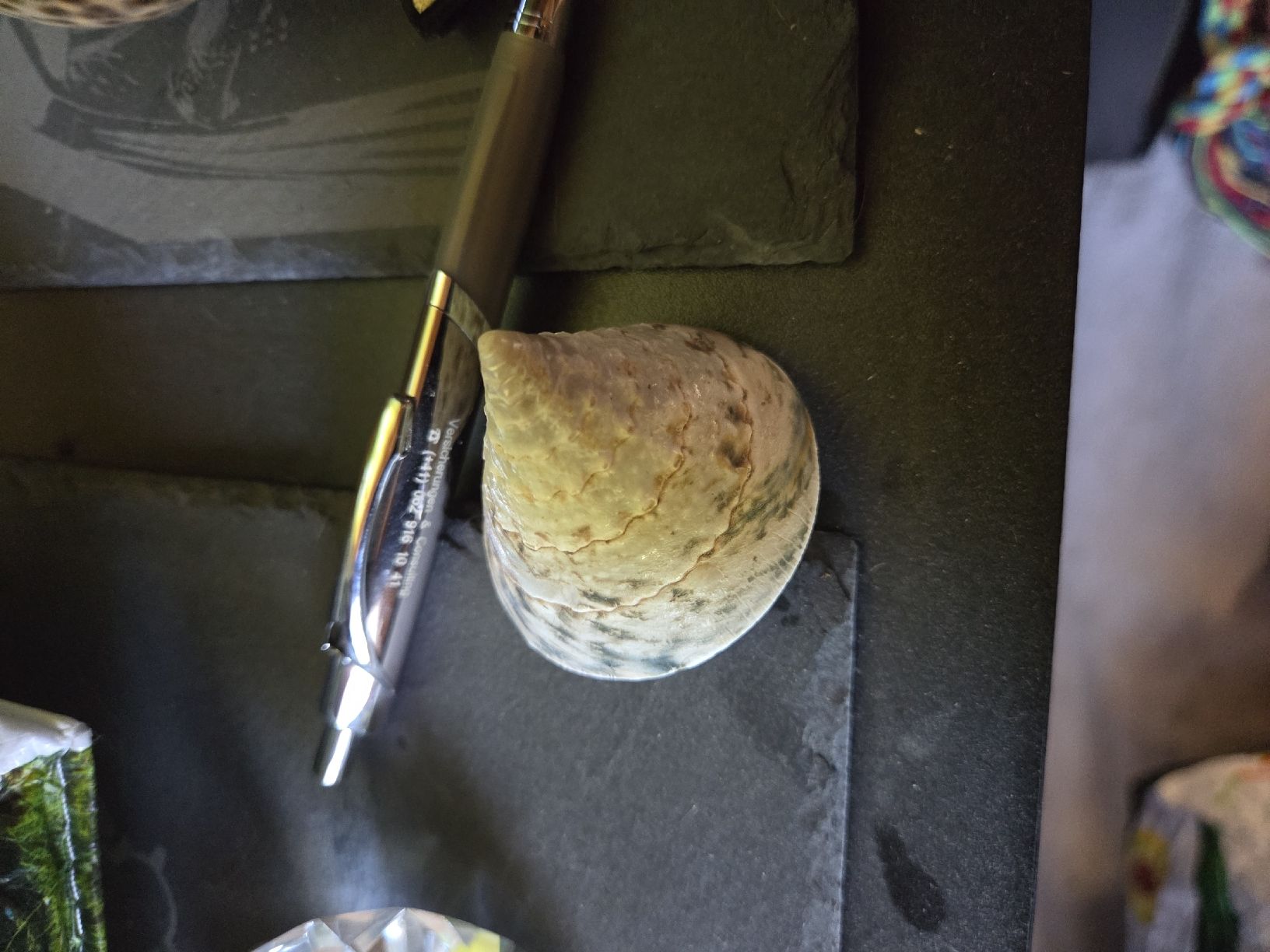 Fossili: muschel – Usato da Herisau venduto da bru_58qc
