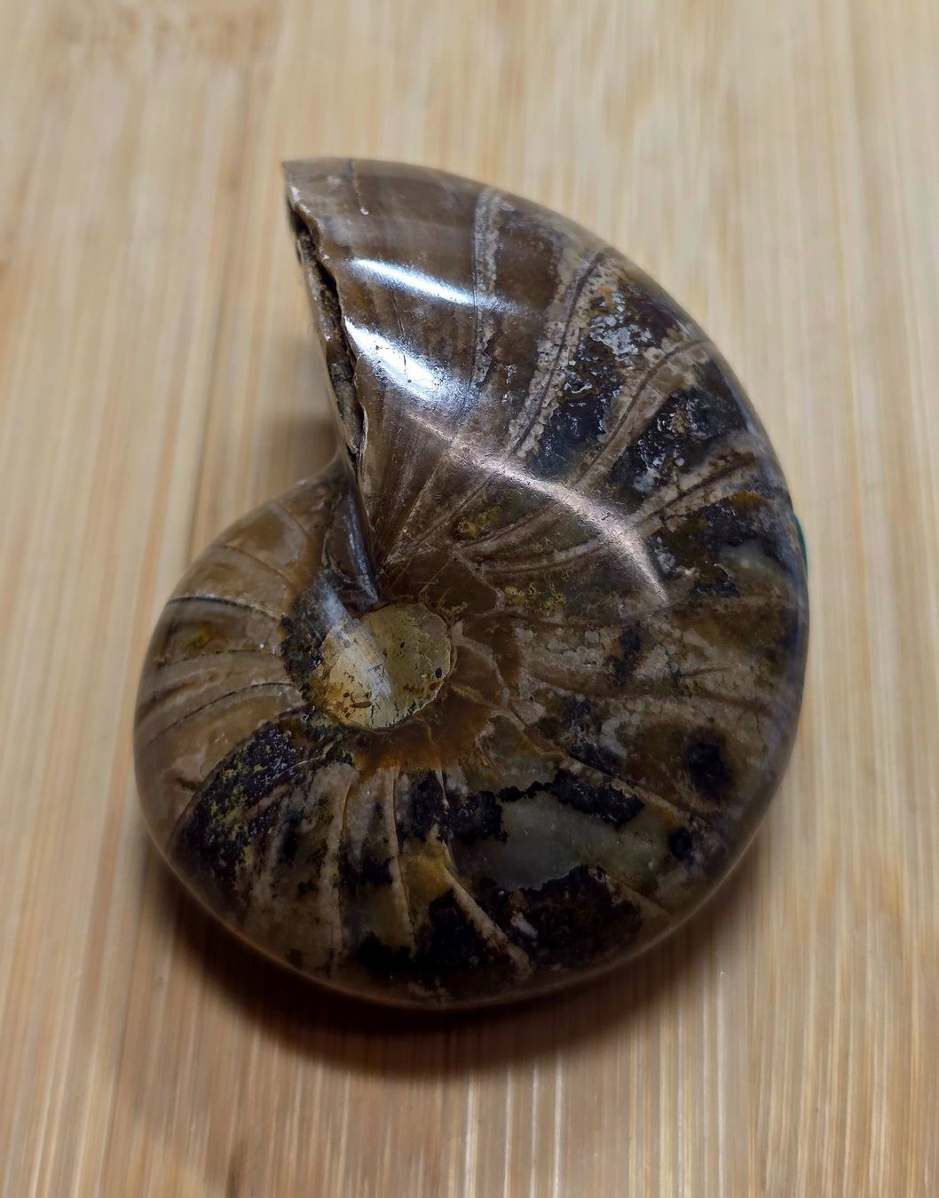 Fossili: Ammonit 140g – Nuovo e nell'imballaggio originale da Matzingen venduto da Shay_Crystalz 1