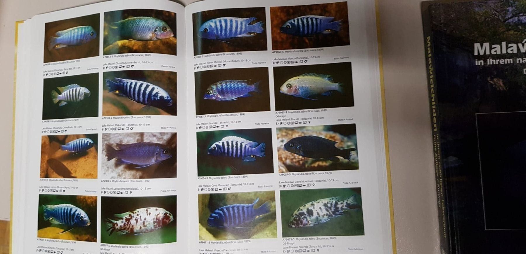 Libri: Aqualog, African Cichlids 1 – Usato da Beckenried venduto da Claduia 1