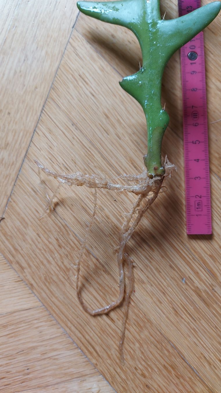 Piante & sementi: Selenicereus anthonyanus / Sägeblatt Kaktus – Nuovo (secondo la descrizione) da Thalheim venduto da silvara01 3
