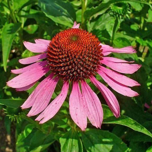 Pflanzen & Samen: Echinacée pourpre  2 plants – Neu (gemäss Beschreibung) aus Bremblens von FIBONACCI369