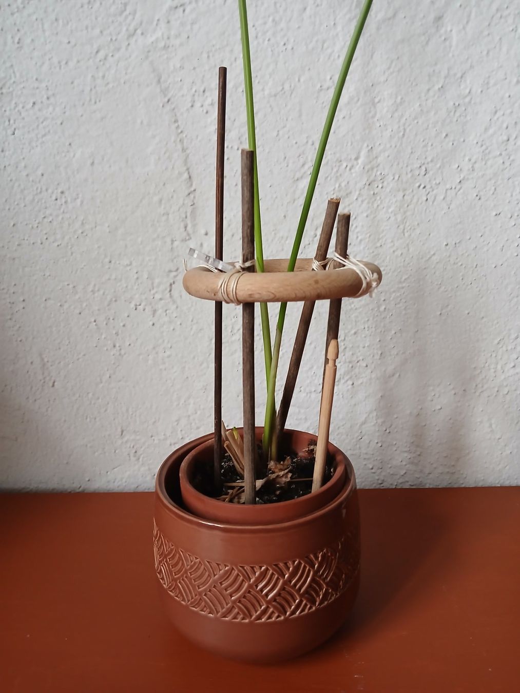 Piante & sementi: Papyrus Zimmerpflanze – Usato da Bremgarten AG venduto da Finoae 1