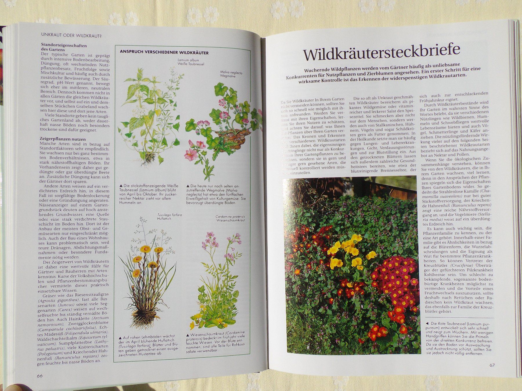 Libri: Der gesunde Biogarten - Das Beste – Usato da Uster venduto da urs_75by 6