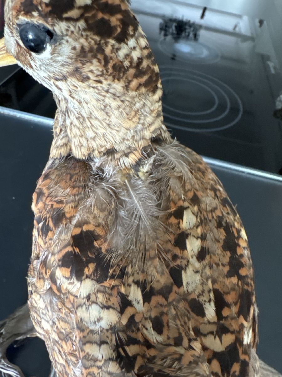 Il mondo degli animali: Tier-Präparat Waldschnäpfe – Usato da Künten venduto da Spike17 3