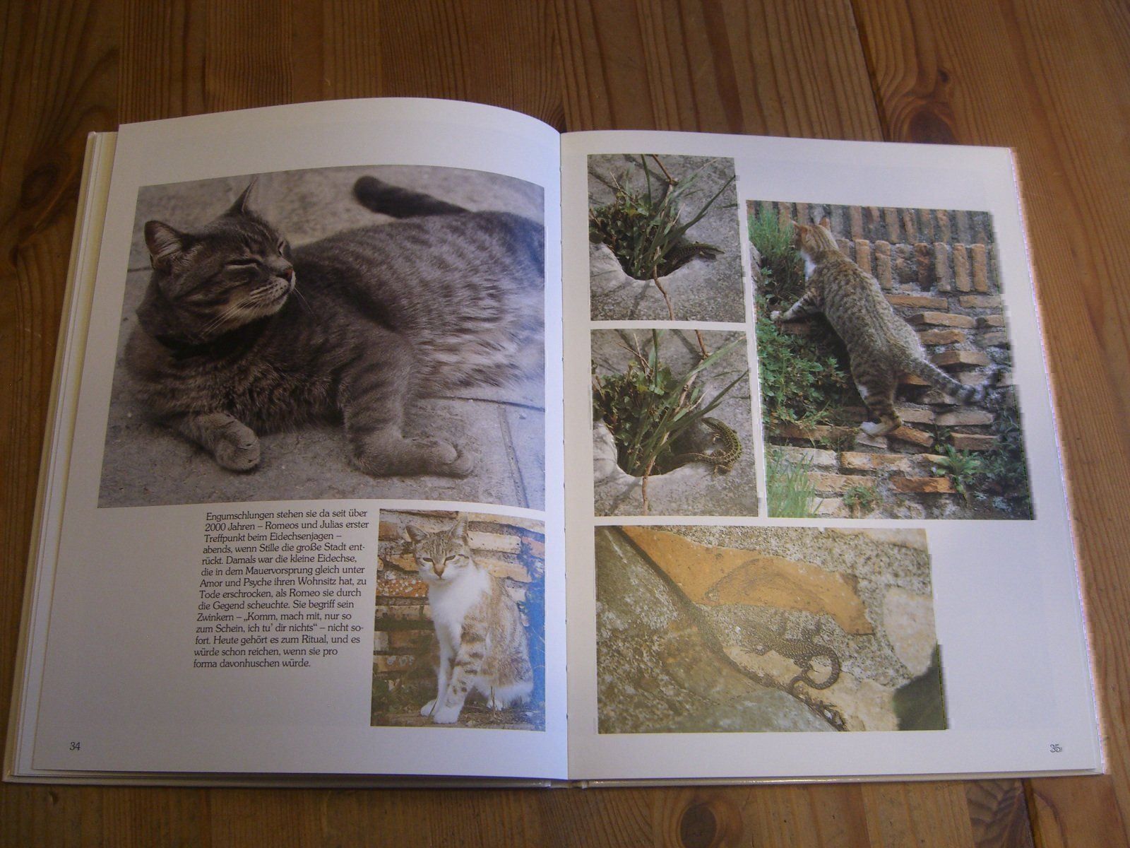 Libri: wunderschönes Katzenbuch "Katz & Co." – Nuovo (secondo la descrizione) da Winterthur venduto da Gaia 6