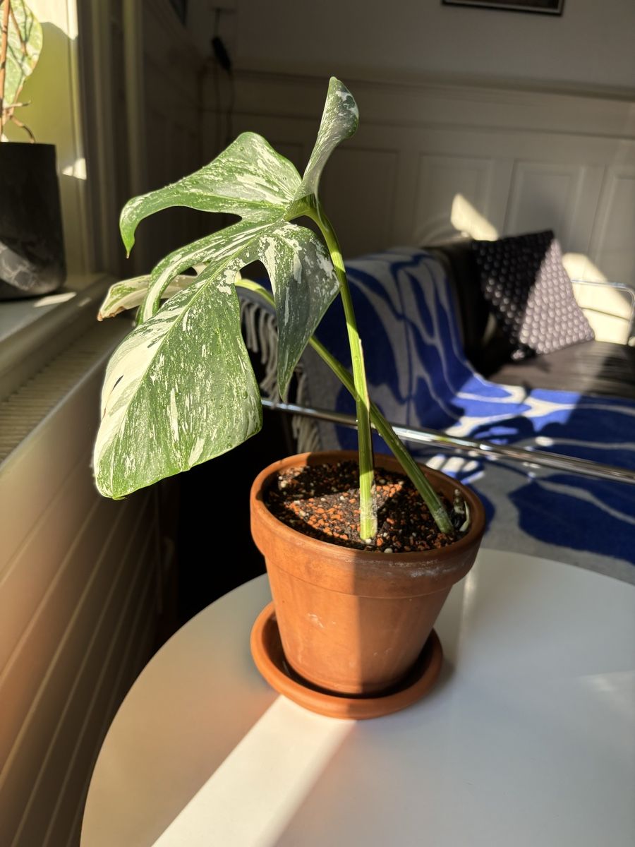 Monstera deliciosa Albo Variegata (Neu (gemss Beschreibung)) in Zrich fr  CHF 79  nur Abholung auf Ricardo kaufen