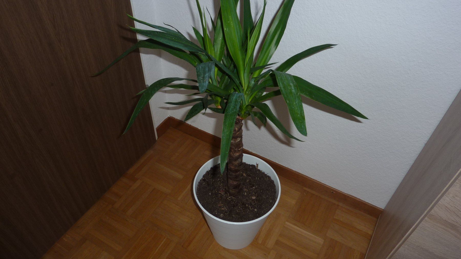Plantes & graines: jucca  palme – Neuf (Voir description) à Füllinsdorf par pmarkus 4