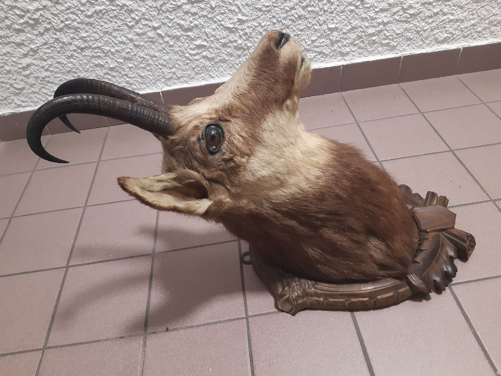 Il mondo degli animali: CHAMOIS Forêt noir. Taxidermie – Usato da Genève venduto da dieudedieu 3