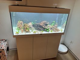Aquarium Juwel avec RIO 180L