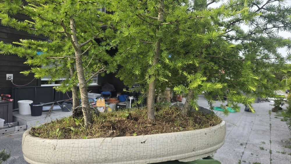 Bonsai Lrchenwald (Gebraucht) in Islisberg fr CHF 300  nur Abholung auf  Ricardo kaufen