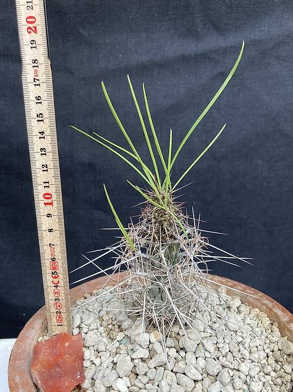 Piante & sementi: Caudex Didierea madagascariensis – Usato da Liestal venduto da PrebenZwei 2