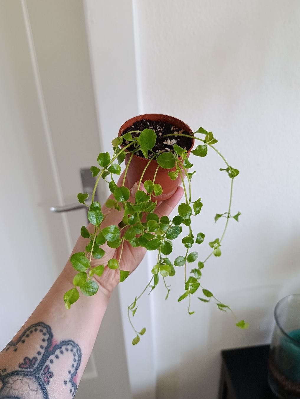 Piante & sementi: Peperomia Rotundifolia  – Nuovo (secondo la descrizione) da Baar venduto da L.isa28 2
