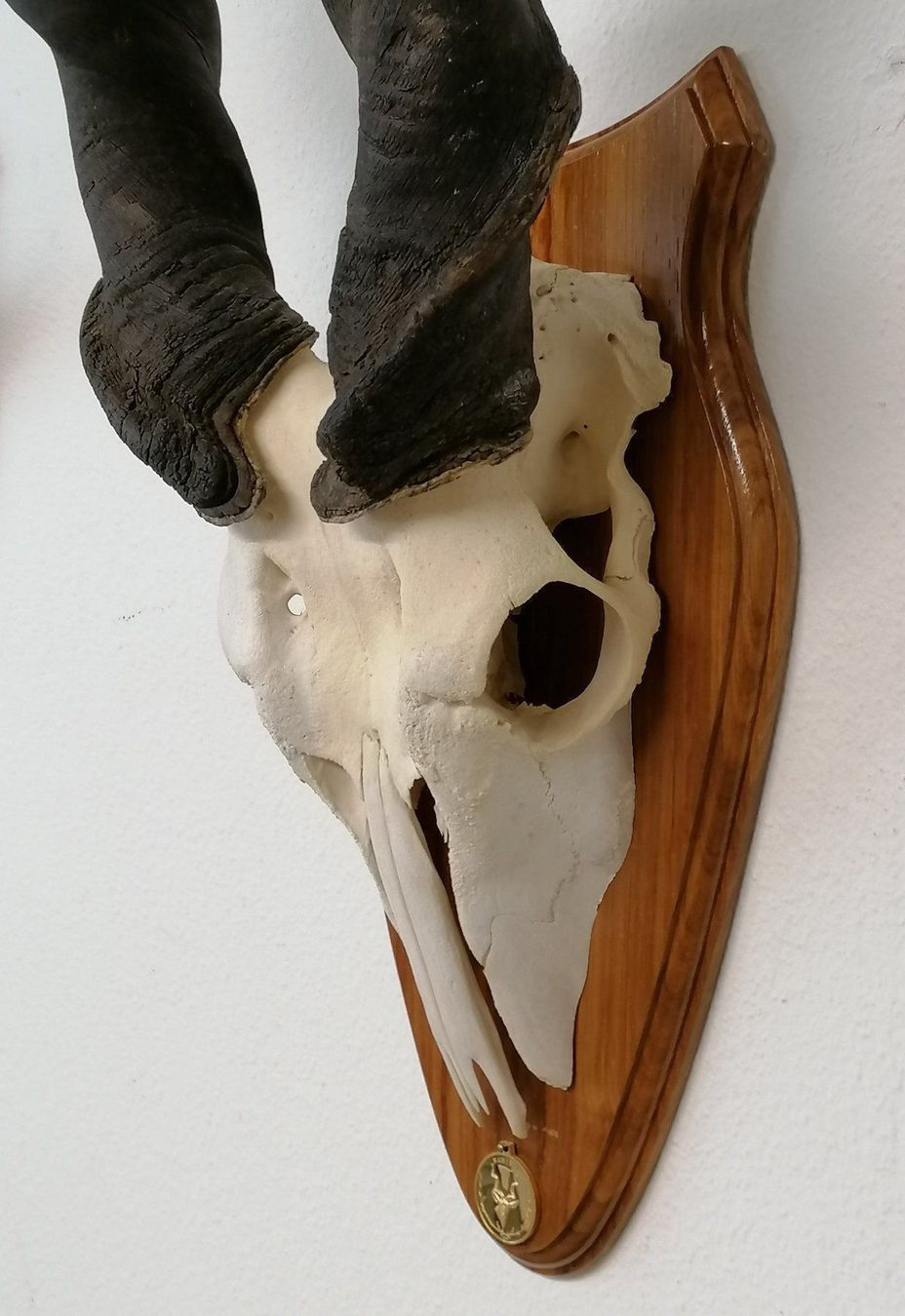 Altre raccolte & rarità: Elan Elanantilope Eland Geweih Trophäe – Usato da Reinach BL venduto da fliegenrolli 3