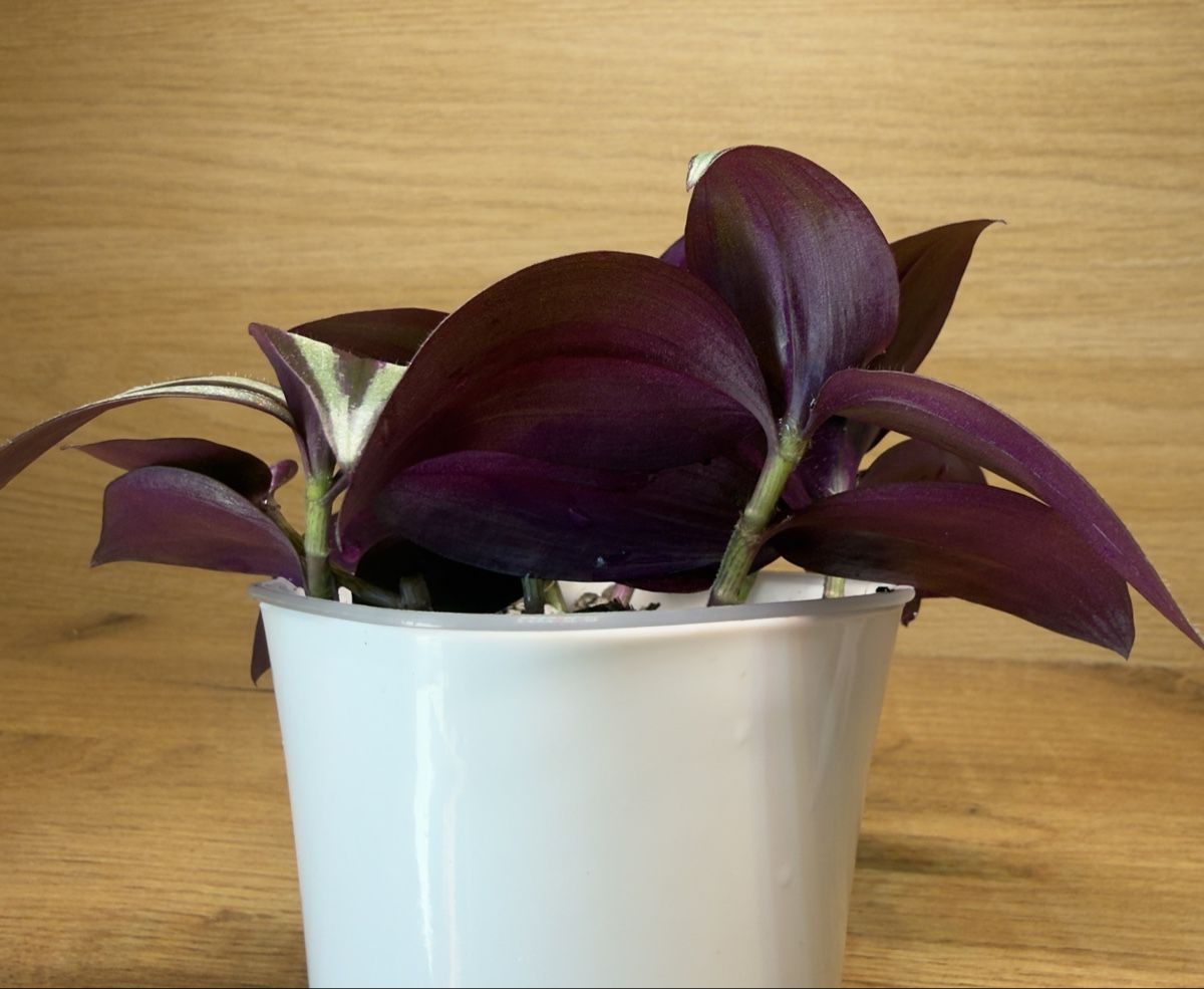 Piante & sementi: Tradescantia Zebrina  – Nuovo e nell'imballaggio originale da Basel venduto da tamy90 4