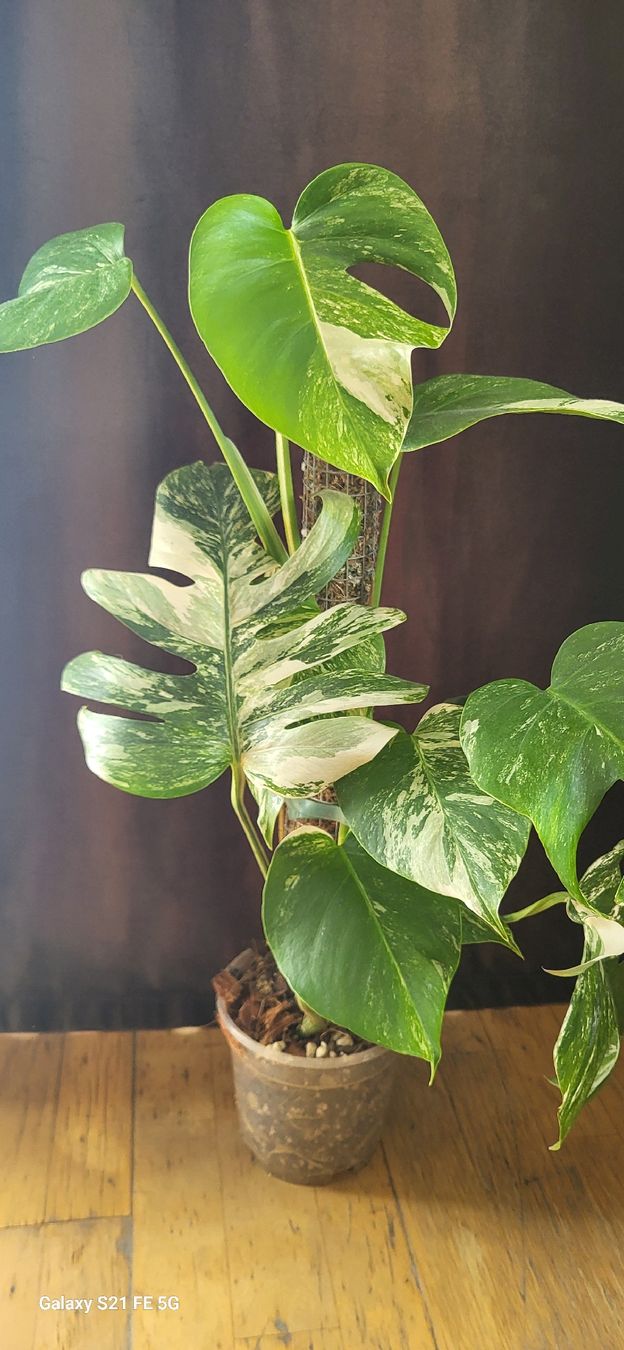 Pflanzen & Samen: Monstera variegata – Gebraucht aus Wald ZH von Vibes79