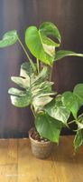 Monstera variegata