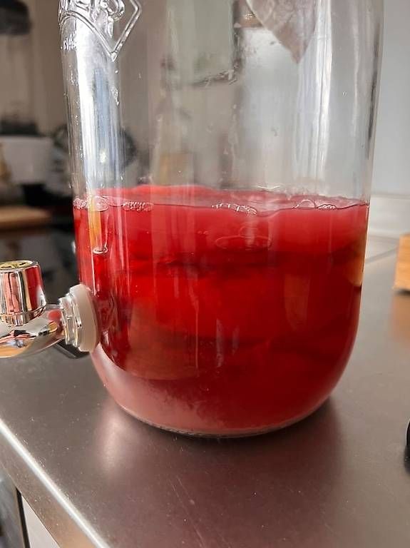 Lebensmittel & Spezialitäten: Kombucha Scoby - Tee Pilz – Gebraucht aus Basel von Timmi244 1