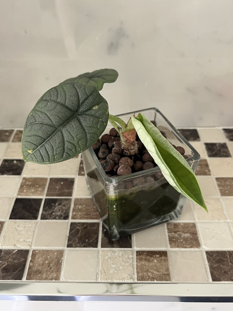 Pflanzen & Samen: Alocasia Melo – Gebraucht aus Lugano von The_Botanists 1