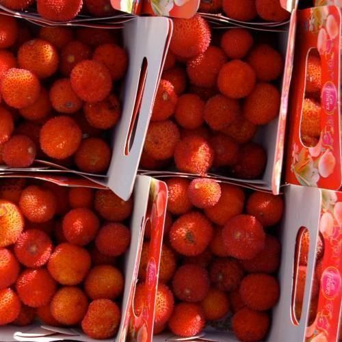 Piante & sementi: Arbousier ARBRE AUX FRAISES  20cm – Nuovo (secondo la descrizione) da Bremblens venduto da FIBONACCI369 1