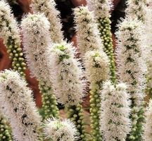 LIATRIS FLORISTAN ALBA (10 луковичек)