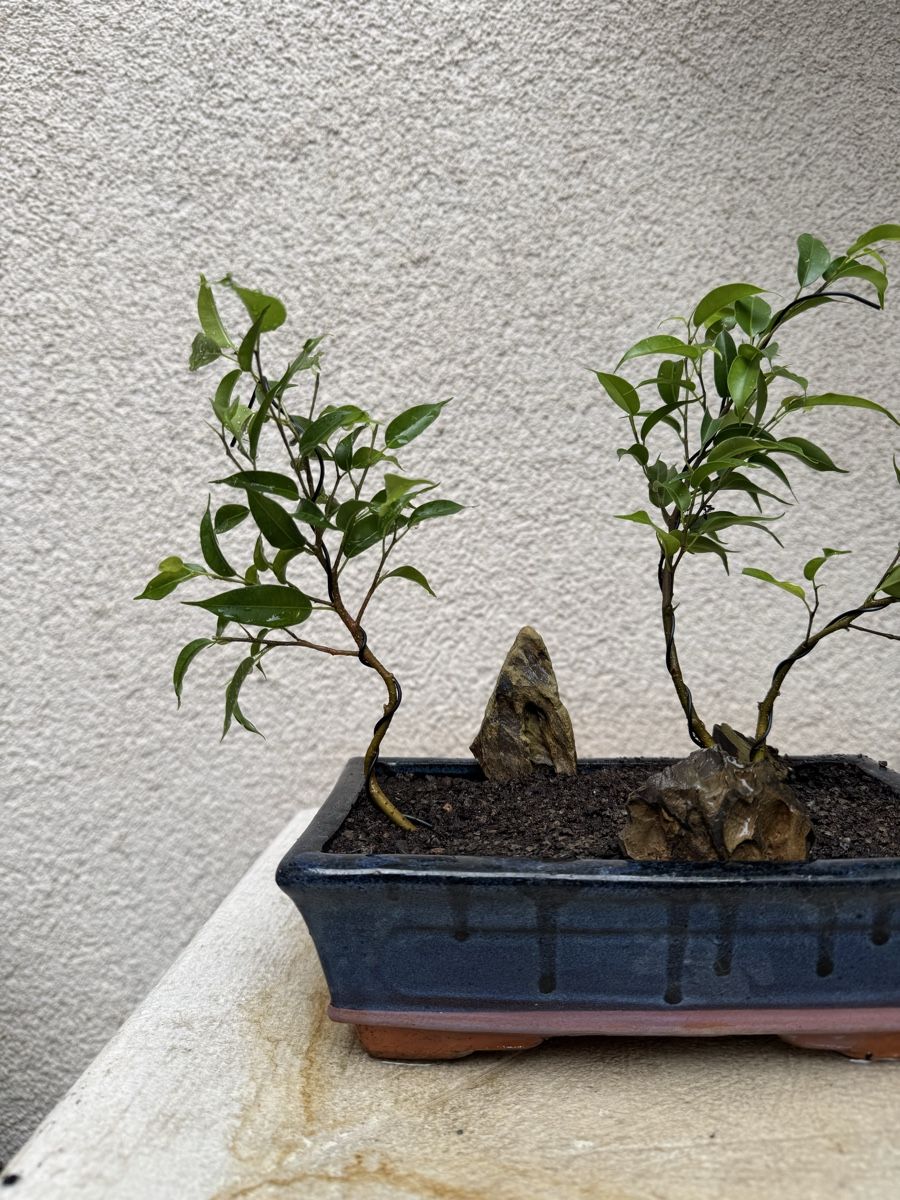 Pflanzen & Samen: Kleiner Ficus Bonsai Wald – Gebraucht aus Rümlang von Gruseh.ch 3
