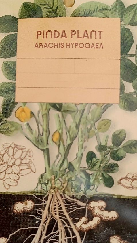 Plantes & graines: Erdnuss - "ARACHIS HYPOGAEA" Pflanze 20-30 cm. Im Topf – Neuf avec emballage d'origine à Rovio par POSITIFFARTandPLANTS 6