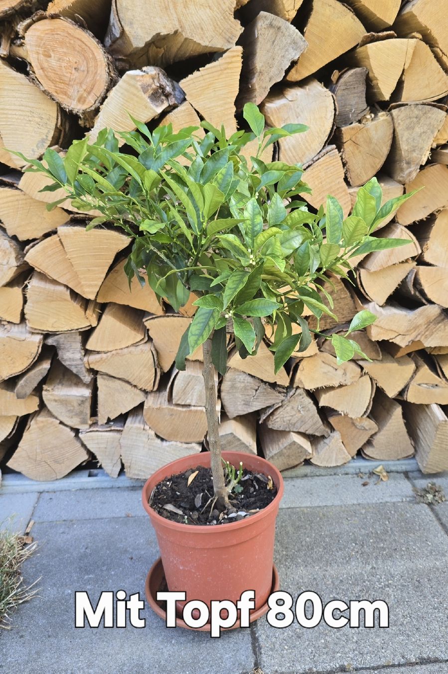 Pflanzen & Samen: Kumquat Stämmchen – Gebraucht aus Aarburg von popkorn65 1