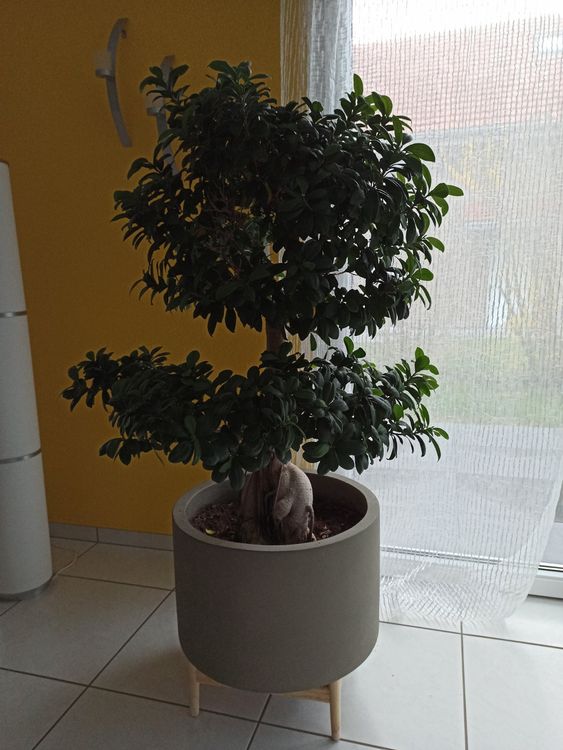 Fiicus Ginseng Bonsai Baum mit Topf Kaufen auf Ricardo