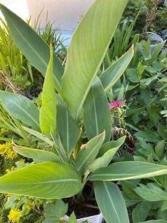Autres: Canna – D'occasion à Frauenfeld par Irene.Schuppli 2