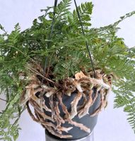 Hasenpfotenfarn (Humata tyermannii) in einem Hängetopf*****
