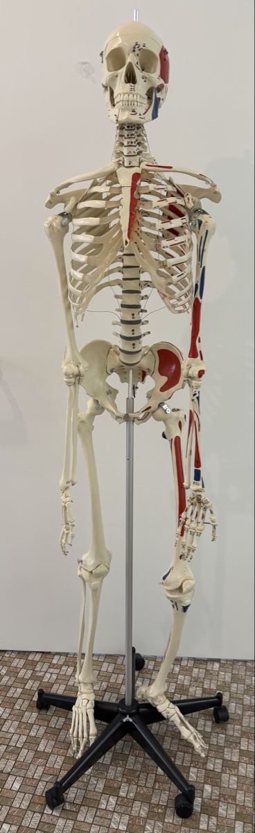 Kits de montage: Anatomie Skelett Mensch – D'occasion à Oberhasli par anzis