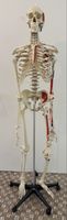 Anatomie Skelett Mensch