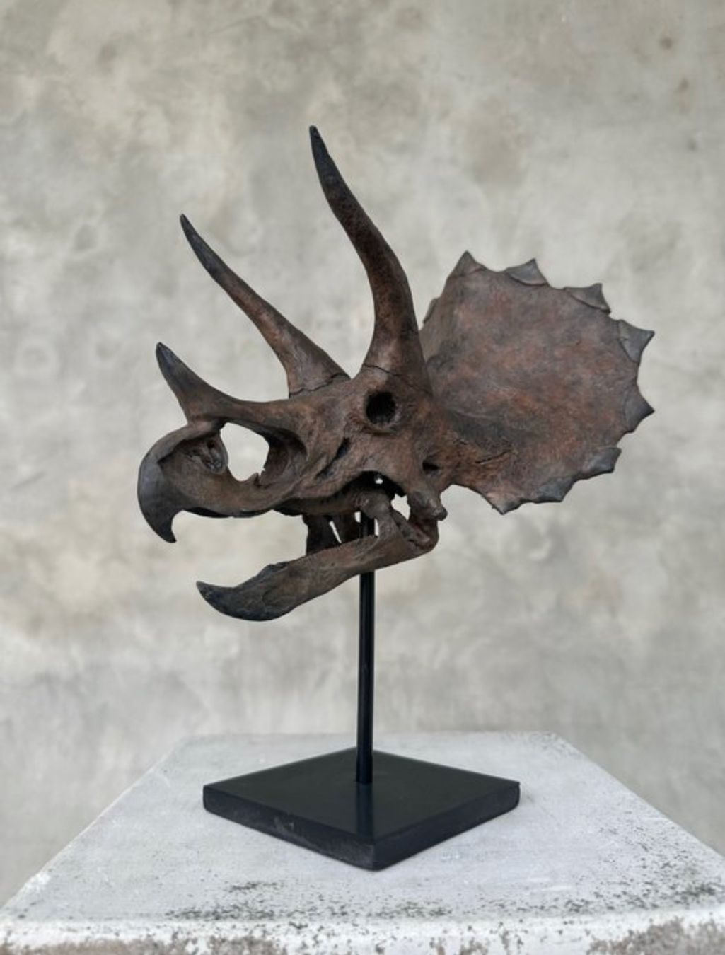 Il mondo degli animali: Crâne de tricératops – Nuovo (secondo la descrizione) da Biel/Bienne venduto da Dragonpandora 3