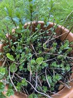 Pfefferminze Minze im Topf für Küche & Garten, sofort