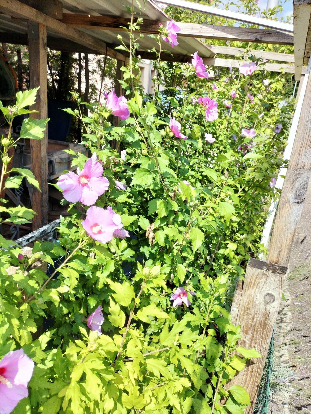 Piante & sementi: Hibiskus Winterhart – Nuovo (secondo la descrizione) da Attelwil venduto da Schneider76