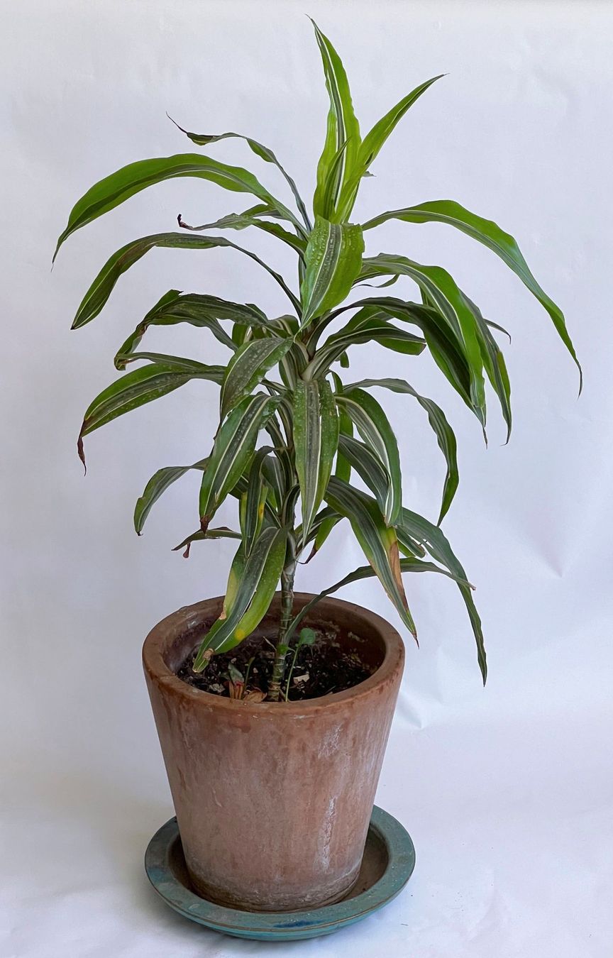 Piante & sementi: Dracaena*Lemon Drachenbaum***** – Usato da Dübendorf venduto da Orchid18 1