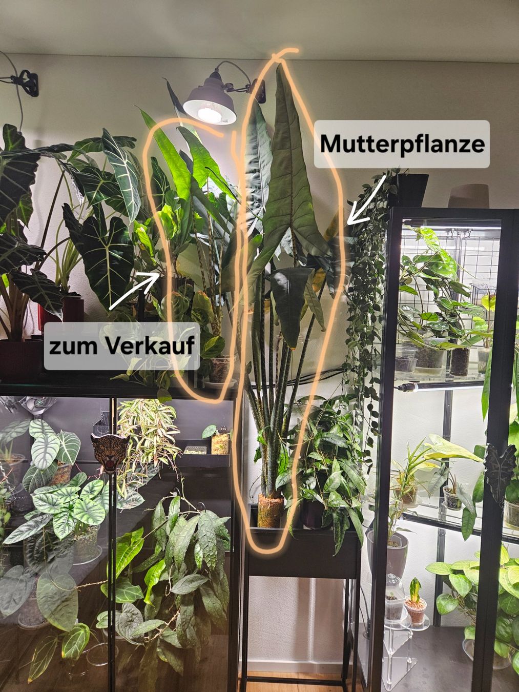 Piante & sementi: Alocasia Tigrina – Usato da Buttikon SZ venduto da Jagoda87 3