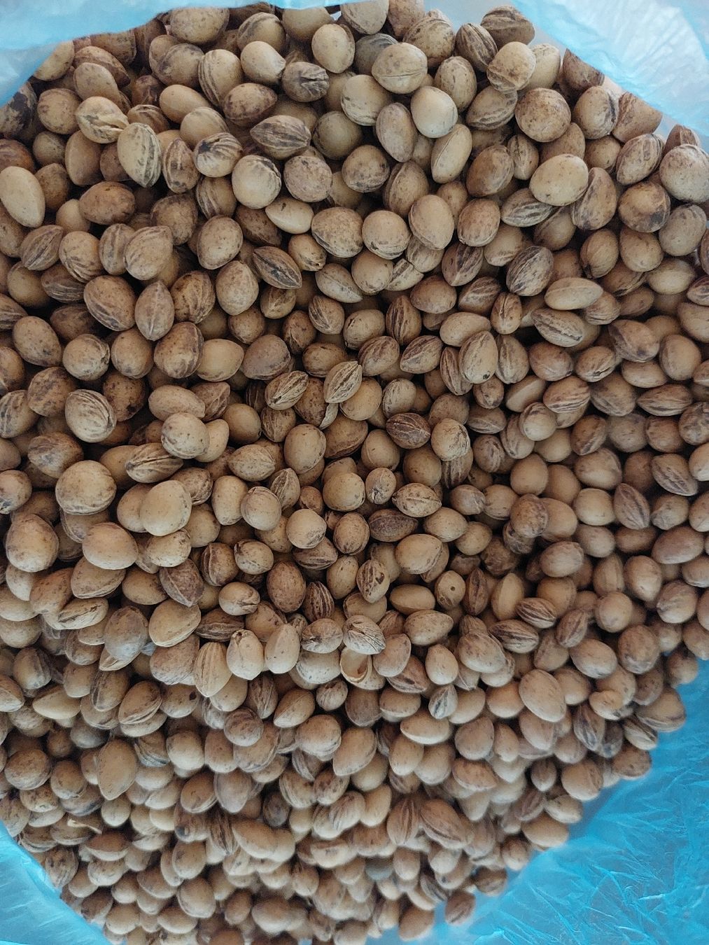 Cuscini: Kirschkerne Chriesistei 3 kg – Nuovo (secondo la descrizione) da Effretikon venduto da swobdo