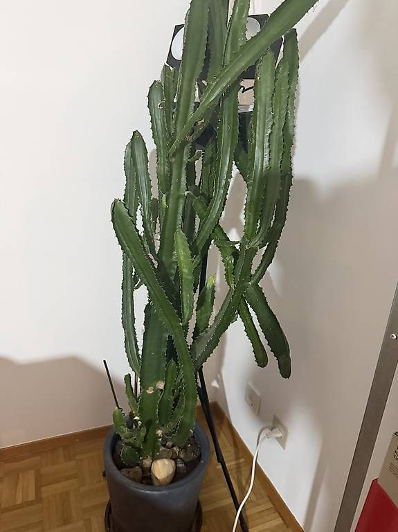 Plantes & graines: Euphorbia grande – D'occasion à lugano par can_zkx8 1