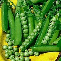 50 Samen Garten grüne Erbse "KELVEDON WONDER" - PISUM SATIV