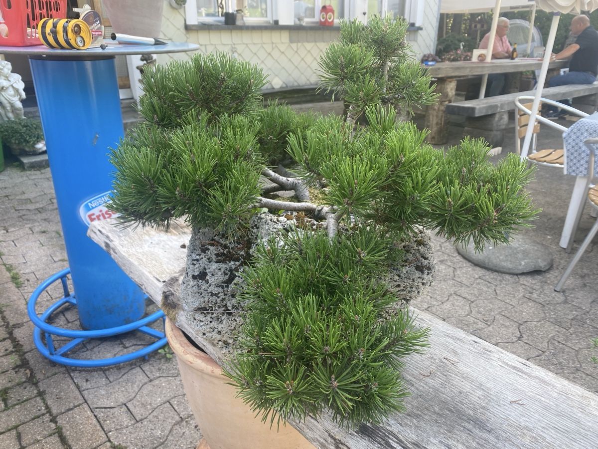 Piante & sementi: Bonsai – Usato da Krummenau venduto da Schmudel 2