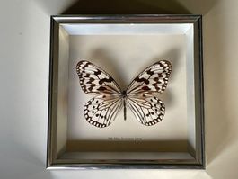 Schmetterling-Schaukasten * Weisse Baumnymphe