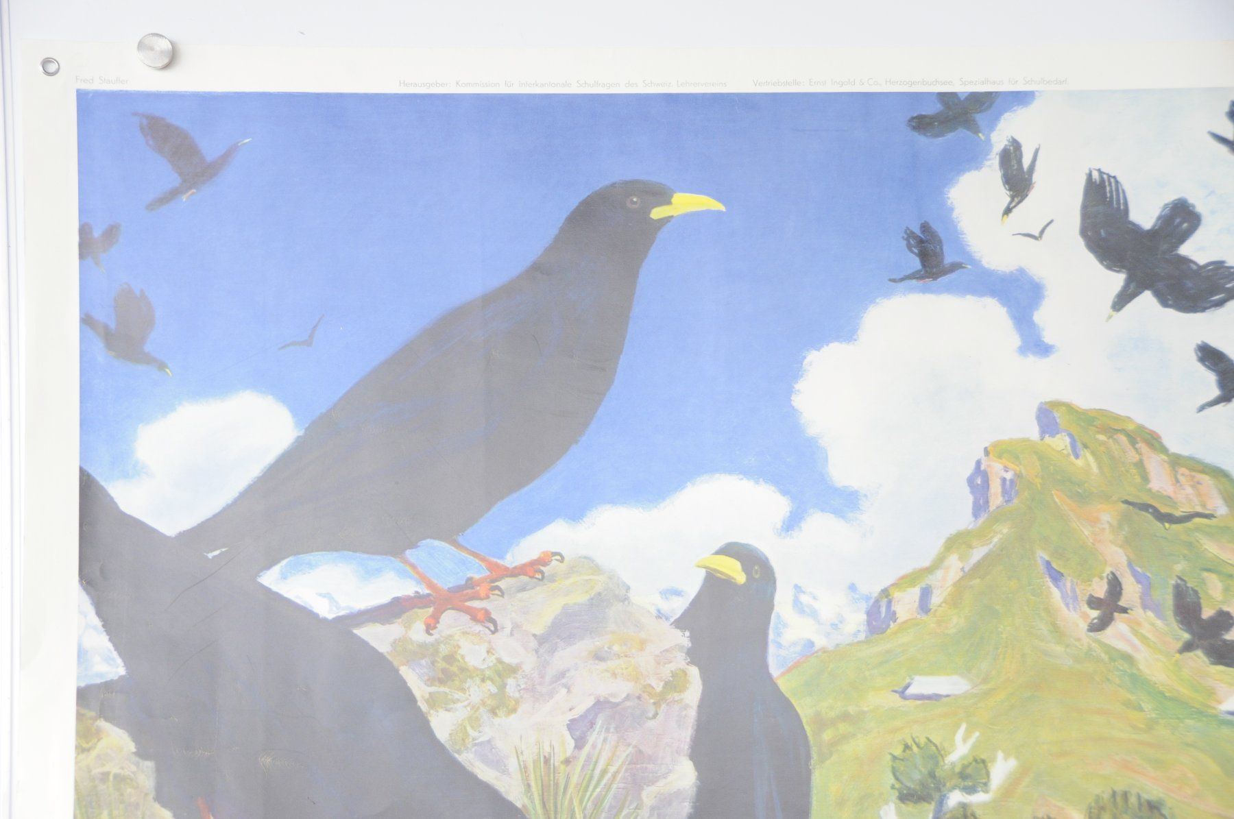 Foto & Immagini: Schulwandbild  Bergdohlen Fred Stauffer – Usato da Härkingen venduto da sammelbecken 4