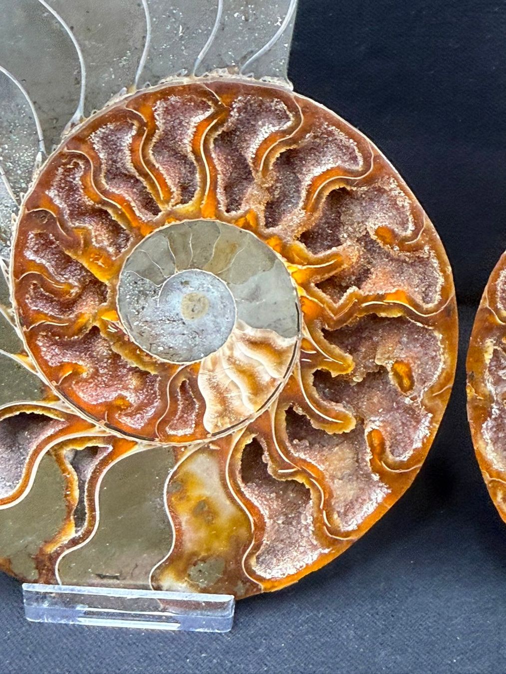Fossili: Ammoniten-Paar – Usato da Schinznach Bad venduto da Demerald 4